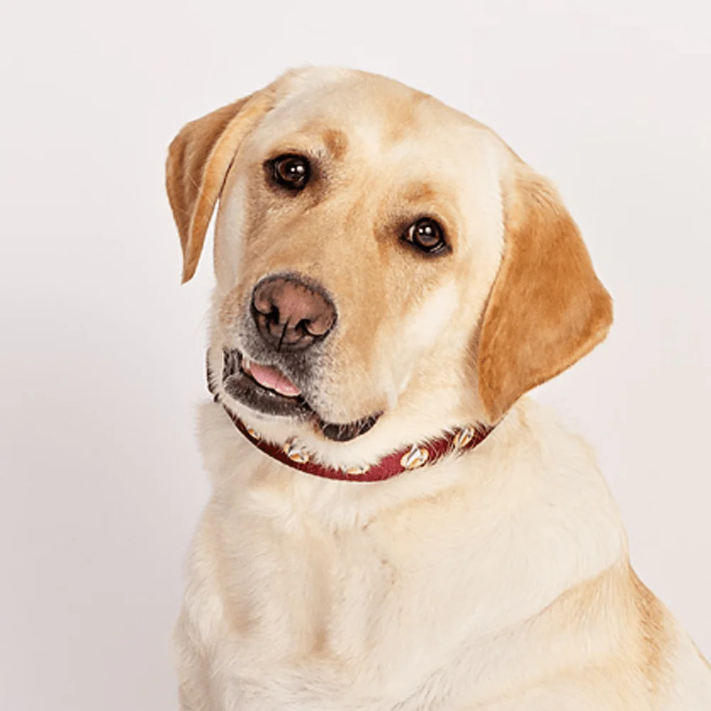 Star Trek: The Next Generation Command Pet Collar - Image 2